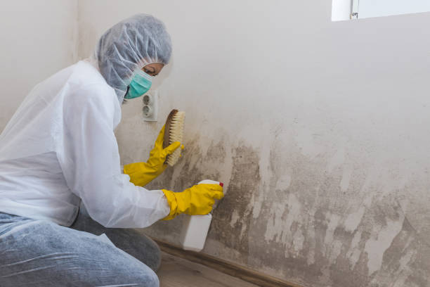 Best Mold Damage Restoration  in Michigan City, IN