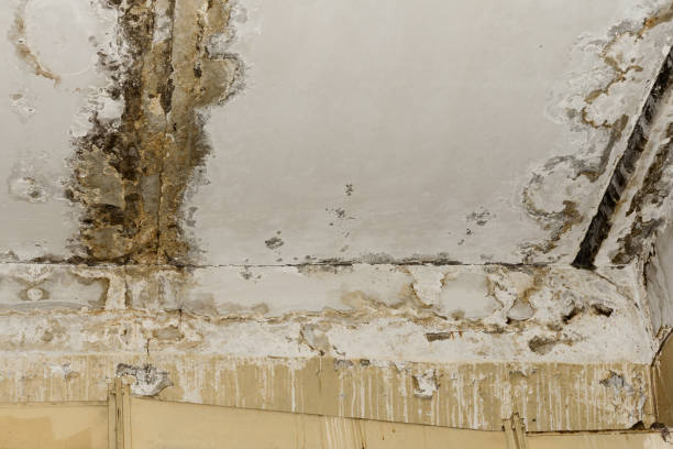 Michigan City, IN Mold Removal Company